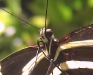 zebra-longwing