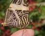 zebra-mosaic