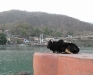 Cow at Rishikesh