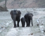 Elephants