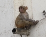 Baby rhesus