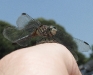 dragonfly-09-08-04-84-a-1000x800