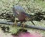 green heron