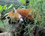 Red Panda