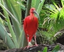 Scarlet Ibis