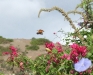 arroyo-butterfly