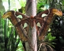 Atlas Moth