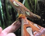 Atlas Moth