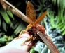 Atlas Moth