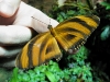 Banded Orange