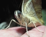 Blue Belly-button