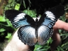 Blue Diadem