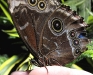 Blue Morpho