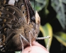 Blue-spotted Charaxes