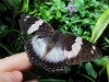 Blue-spotted Charaxes