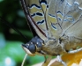 Blue-spotted Charaxes