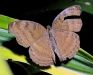 Chocolate Pansy