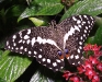 Citrus Swallowtail