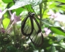 Clearwing