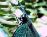 Emerald Swallowtail
