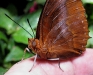 Flame-bordered Charaxes