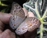 Gray Pansy