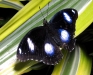 Great Egg-fly