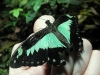 Green Patch Swallowtail
