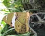 Green Underwing