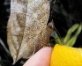 Indian Leaf-wing
