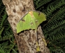 Indian Moon Moth