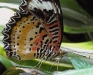 More Butterflies