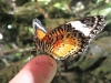 Orange Lacewing