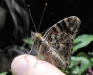 Painted Lady