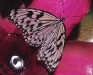 Paper Kite