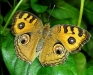 Peacock Pansy