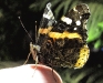 Red Admiral
