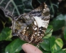 Silver-speckled Leafwing