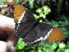 Brown Siproeta