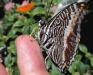 White-barred Charaxes