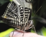 Zebra Mosaic