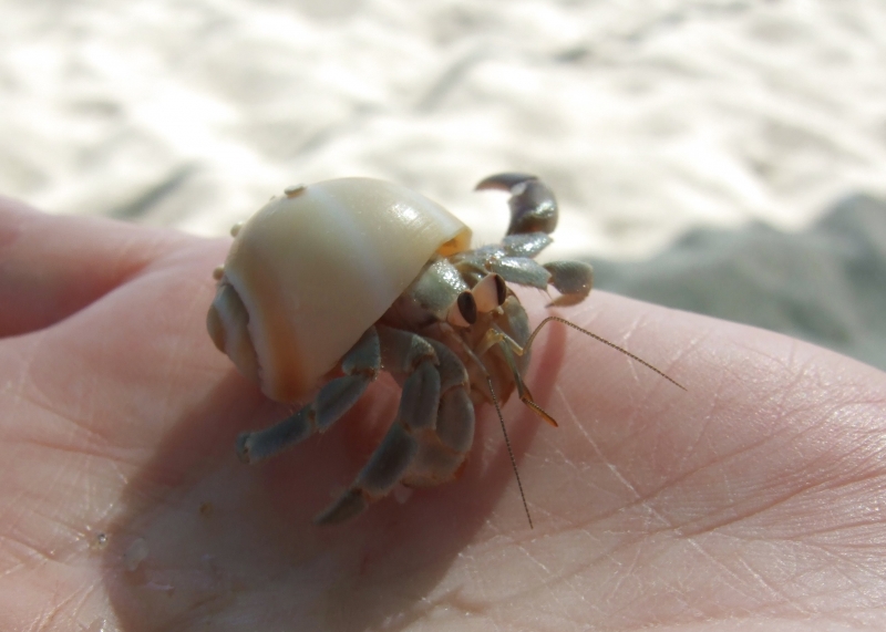 10-19-2006-2-21-43-pm-hermit-crab