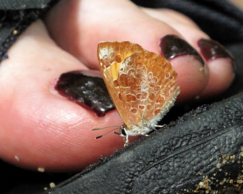 butterfly-toes-6-18-2014-3-37-30-pm