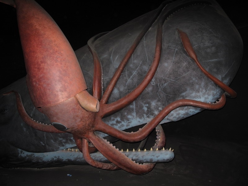 squid-whale-09-09-10-24-800x600