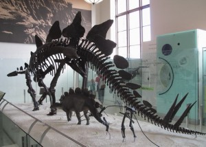 Stegosaurus 09-10-30 (29) a